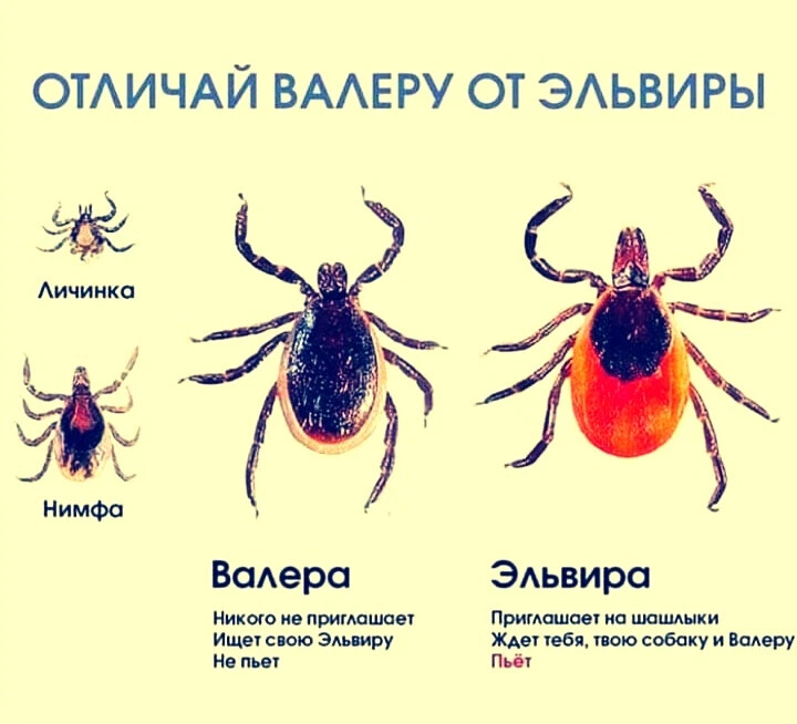 Разновидность клещей в картинках