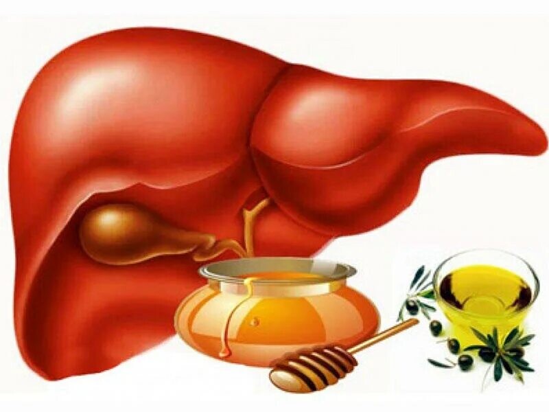Гепатит народное. Печень иллюстрация. Лекарство для печени.