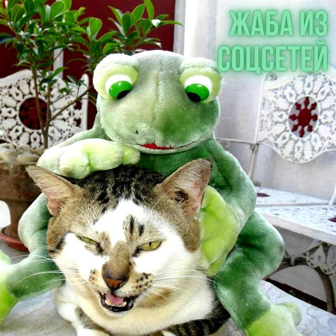 Котики лягушки
