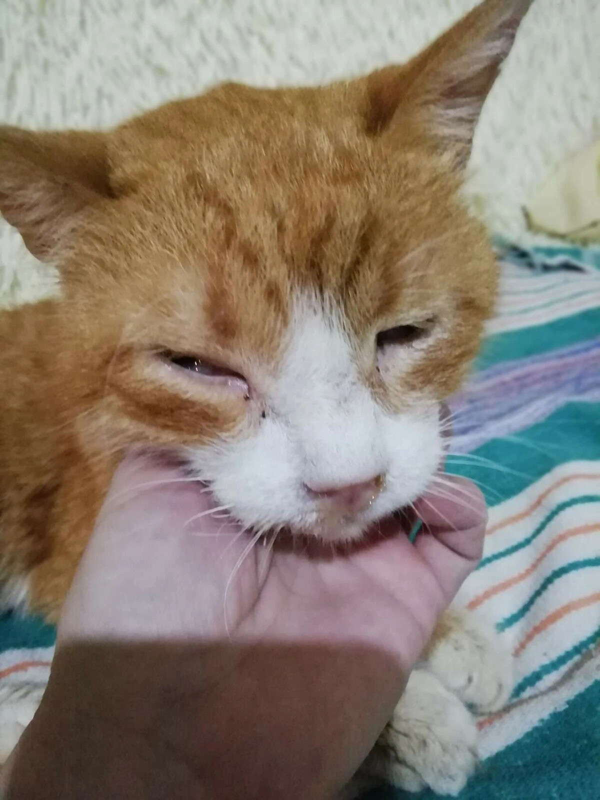 у даши живет кот рыжик. исправь ошибки в тексте. у даши живет кот рыжик. у даши живет кот рыжик. у даши живет кот рыжик.