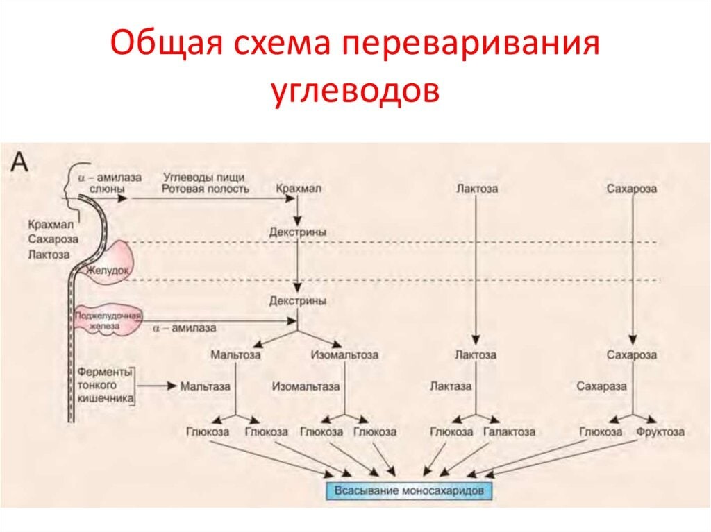 Составьте схему передвижения пищи по пищеварительному тракту