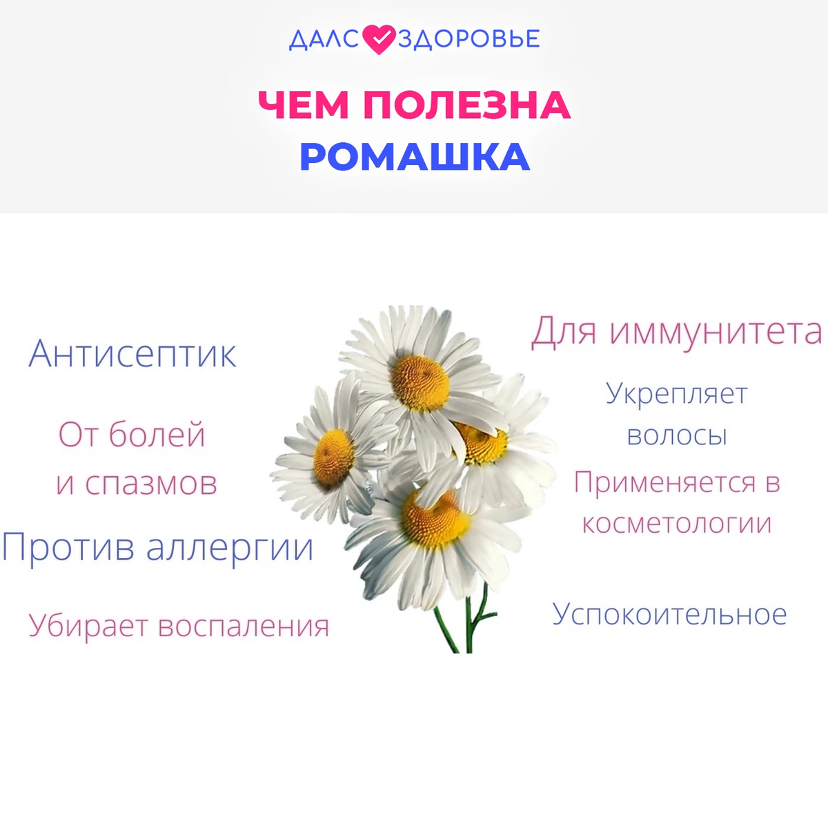 Ромашки головками качают. Чем полезна Ромашка. Что полезного в ромашке. Полезные свойства ромашки. Ромашка польза.