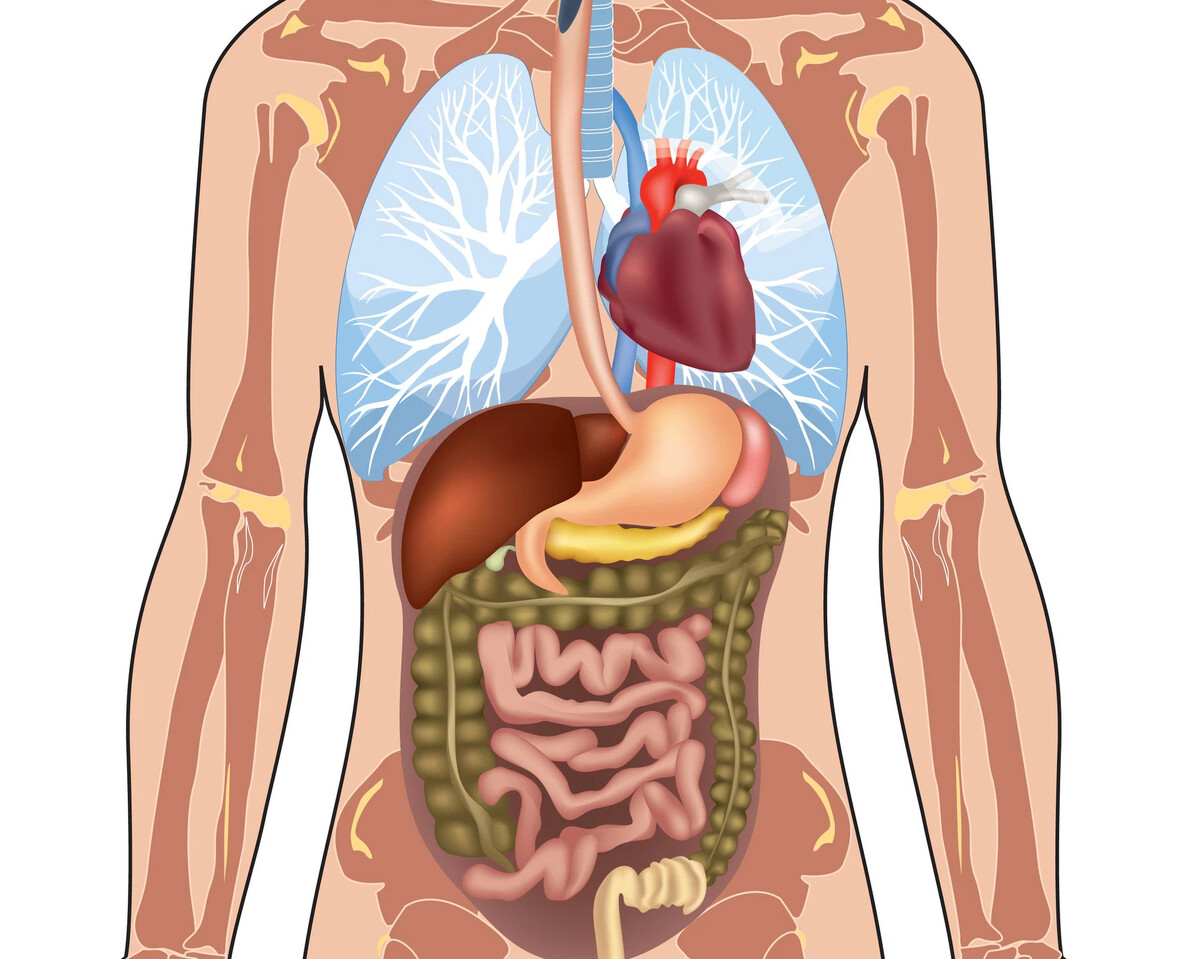 Dónde está el abdomen en el cuerpo humano