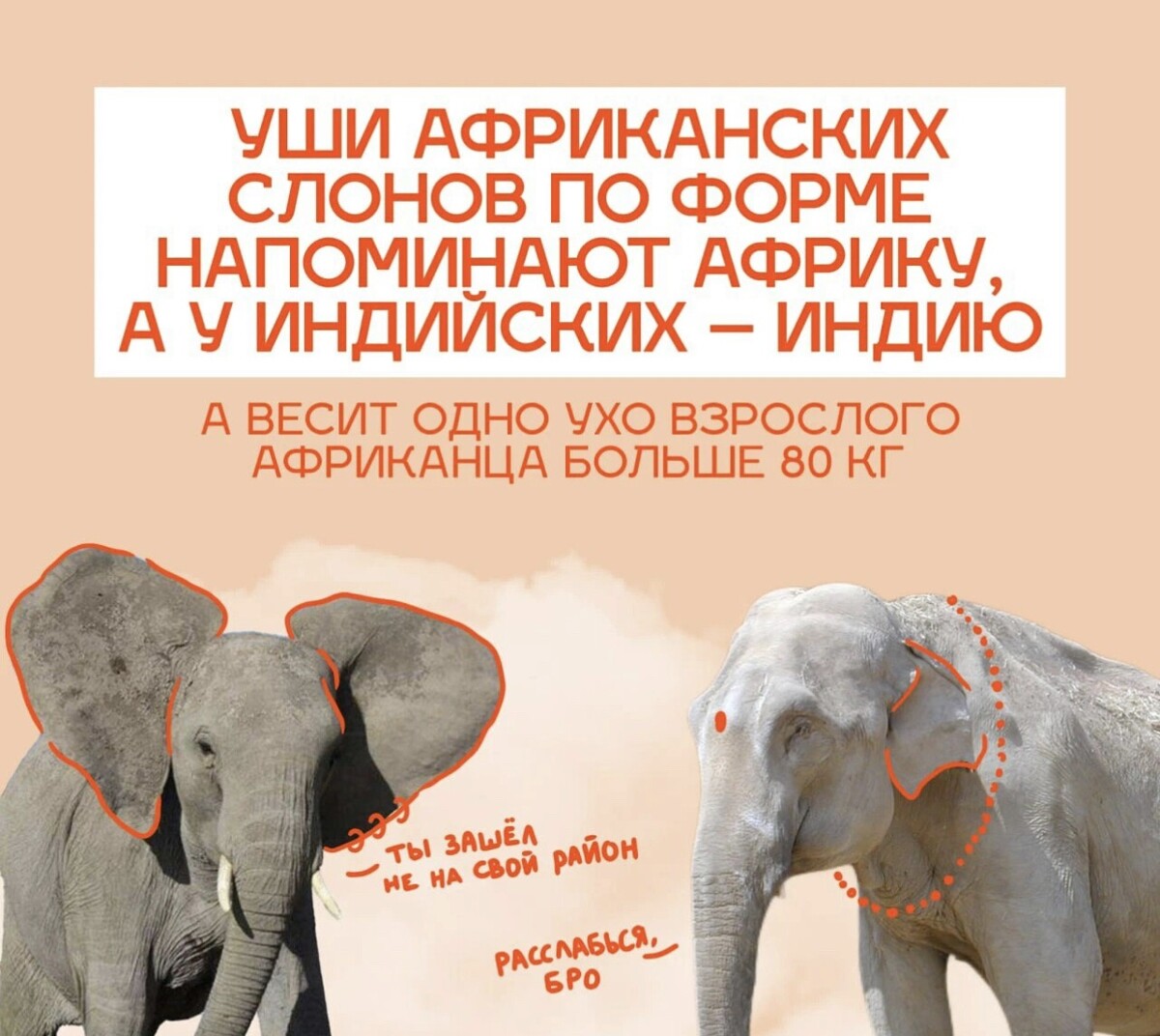 Откуда фраза наш слон. Слон цитаты. Афоризмы про слонов. Фразы про слона. Слоненок цитаты.