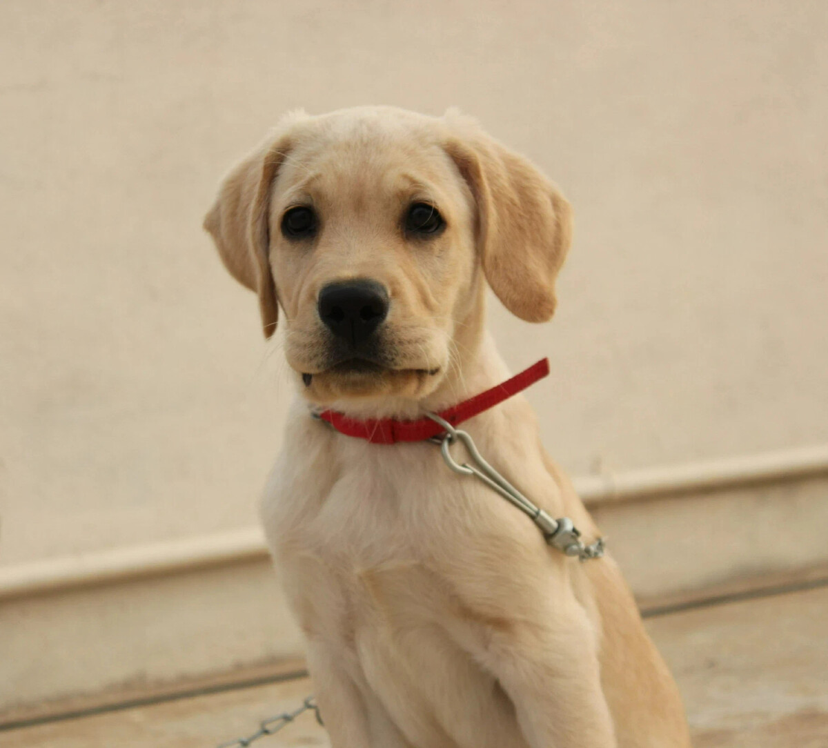 Silent dog