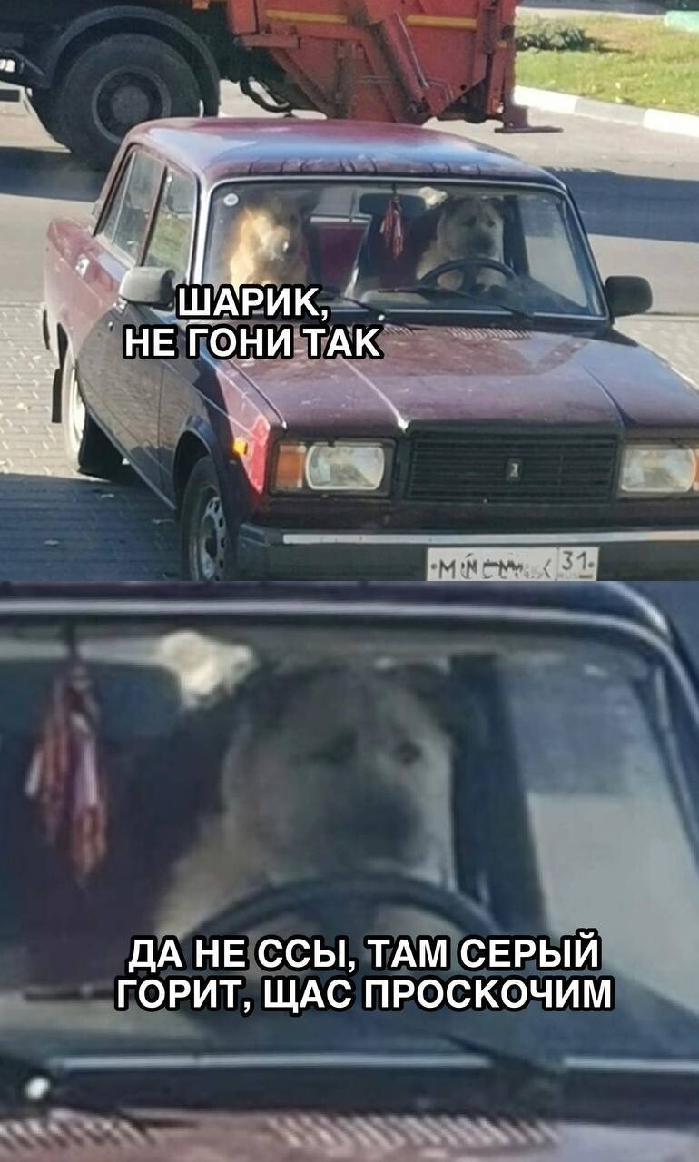 Собака в машине