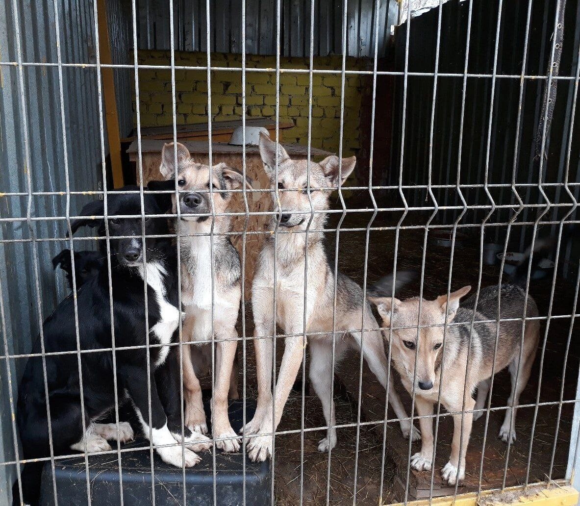 Хвостатый дом приют для животных волгоград красноармейский телефон. Собака волга приют. Хвостатый дом приют для животных. Приют для животных в карталах. Хвостатый дом приют для животных.