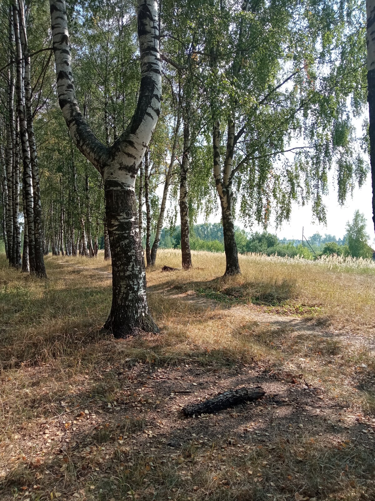 Я живу рядом с лесом. Даже можно сказать, если передвинуть наш дом на 200  м… | Цветочная няша | Дзен