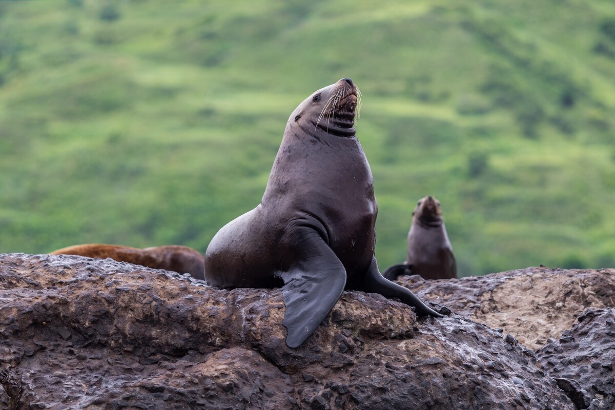 sea lions Latest News and Updates