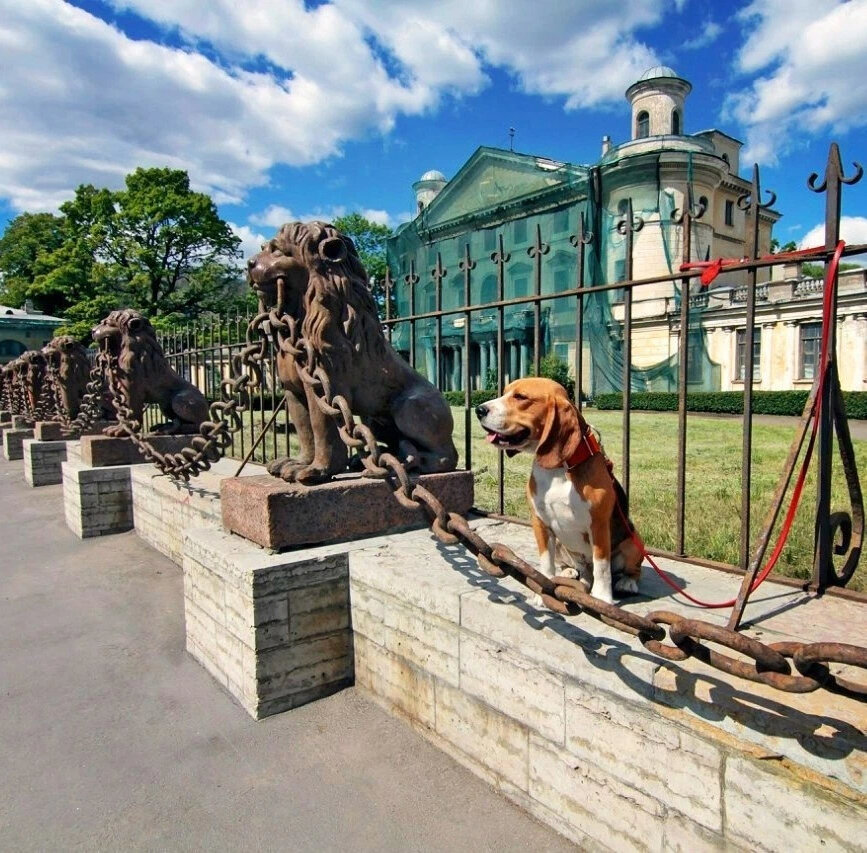 Львы на свердловской набережной фото