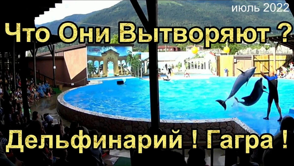 Дельфинарий в абхазии. Гагрский дельфинарий. Абхазский национальный дельфинарий. Абхазский национальный дельфинарий. Дельфинарий в абхазии в гаграх.