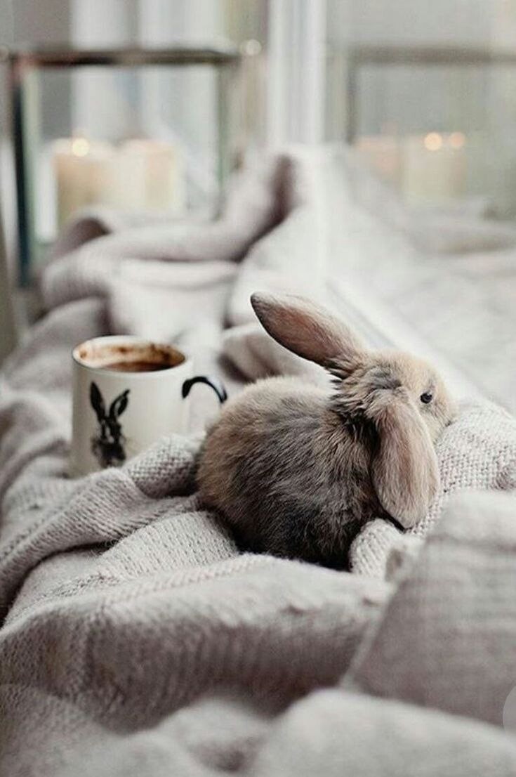 Кролик утро