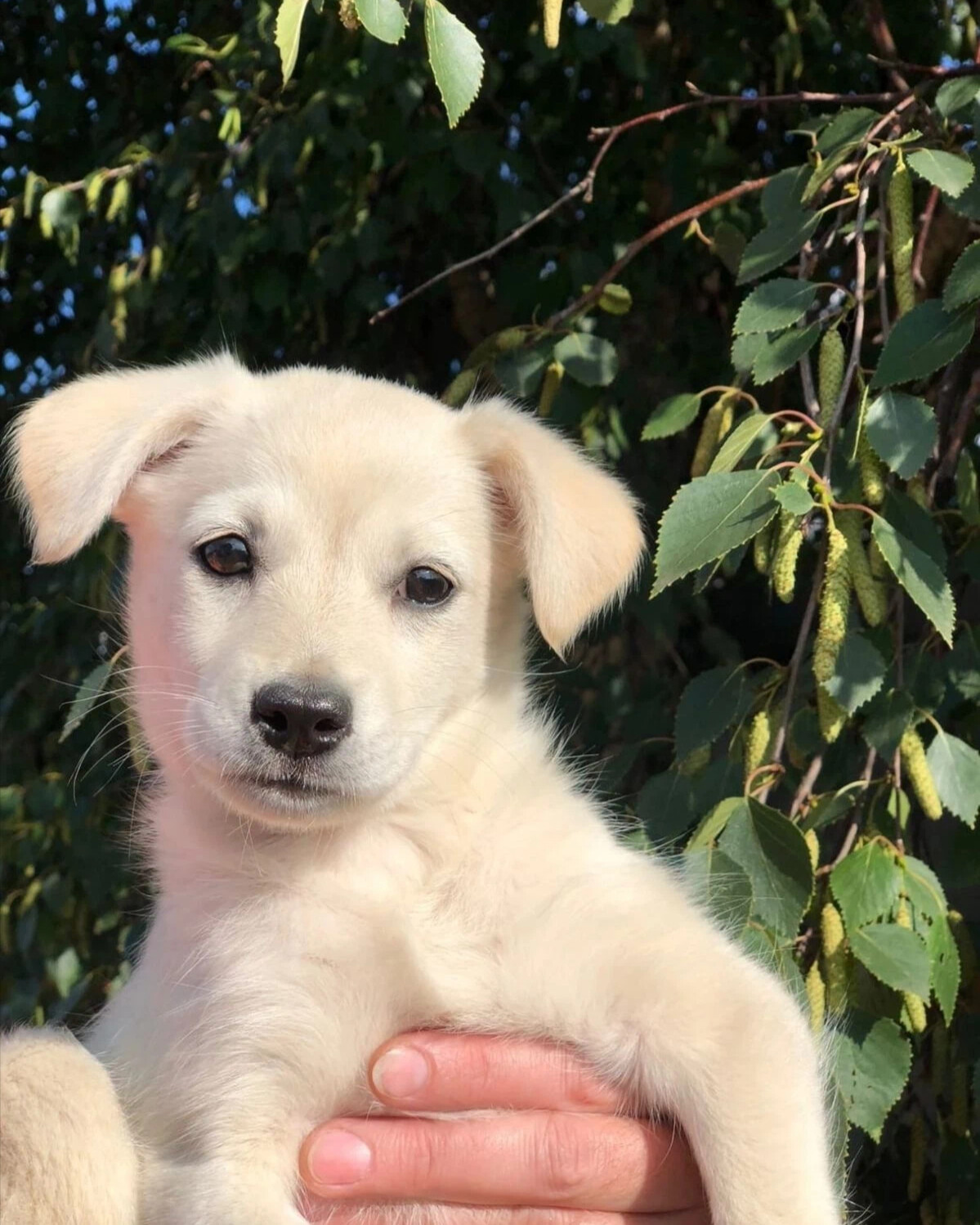 кот и пес приют территория надежды бурятия