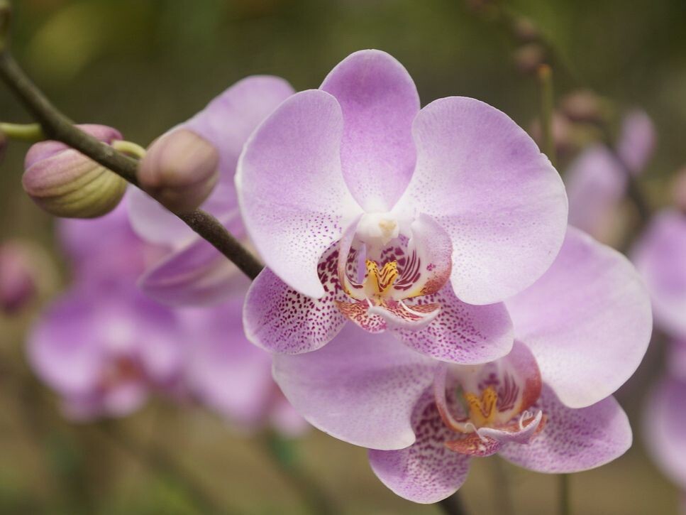 Цветы орхидея бабочка. Фаленопсис цветочные стрелки. Фаленопсис размножение. Фаленопсис цветок цена.