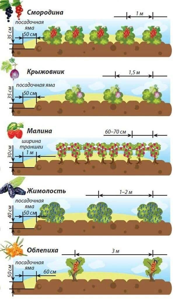 Схема посадки яблонь на участке от забора