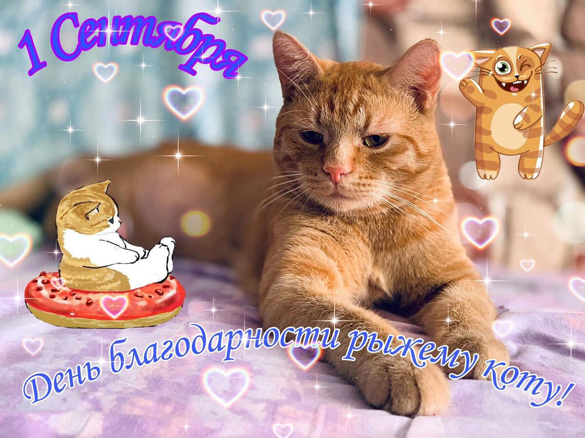 Картинки с днем рыжего кота