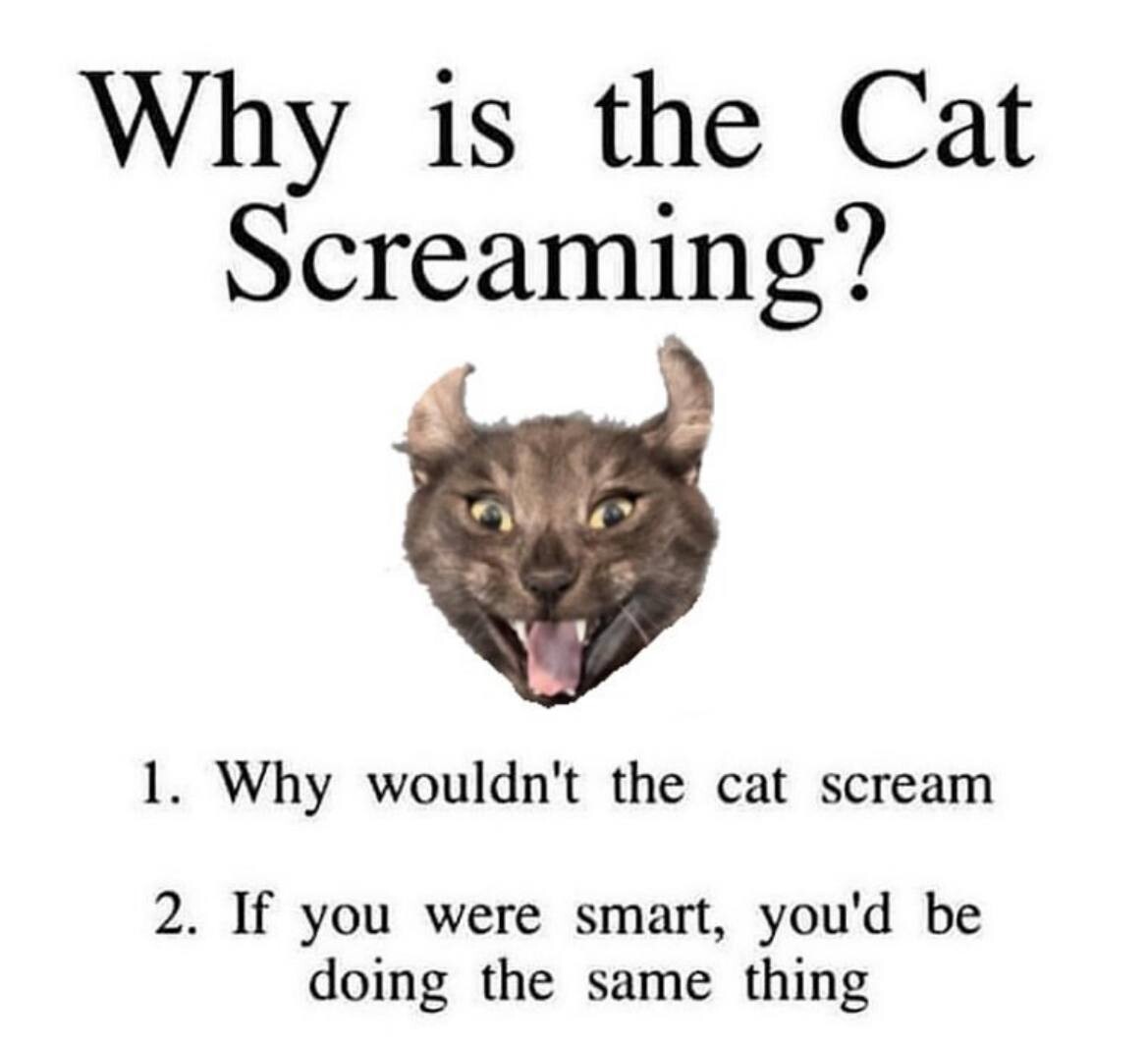 Why wouldn t. Why wouldn't a cat scream. Why wouldn t. Wojak who are you people. Мем when you asked 7 times and you don't get.