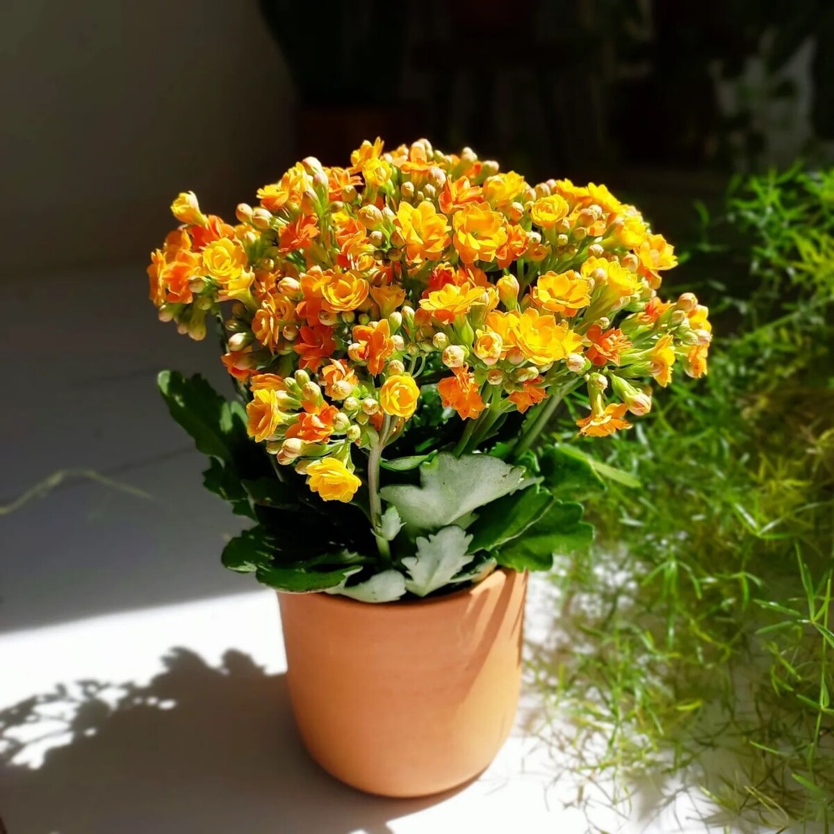 Kalanchoe С†РІРµС‚РѕРє ikea