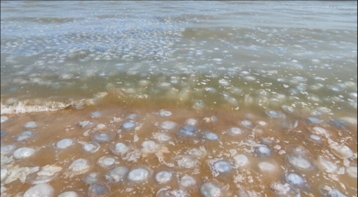 Азовское море вода сейчас. Медузы в Азовском море 2022. Нашествие медуз в Азовском море 2022. Медузы в Азовском море. Нашествие медуз в Крыму.