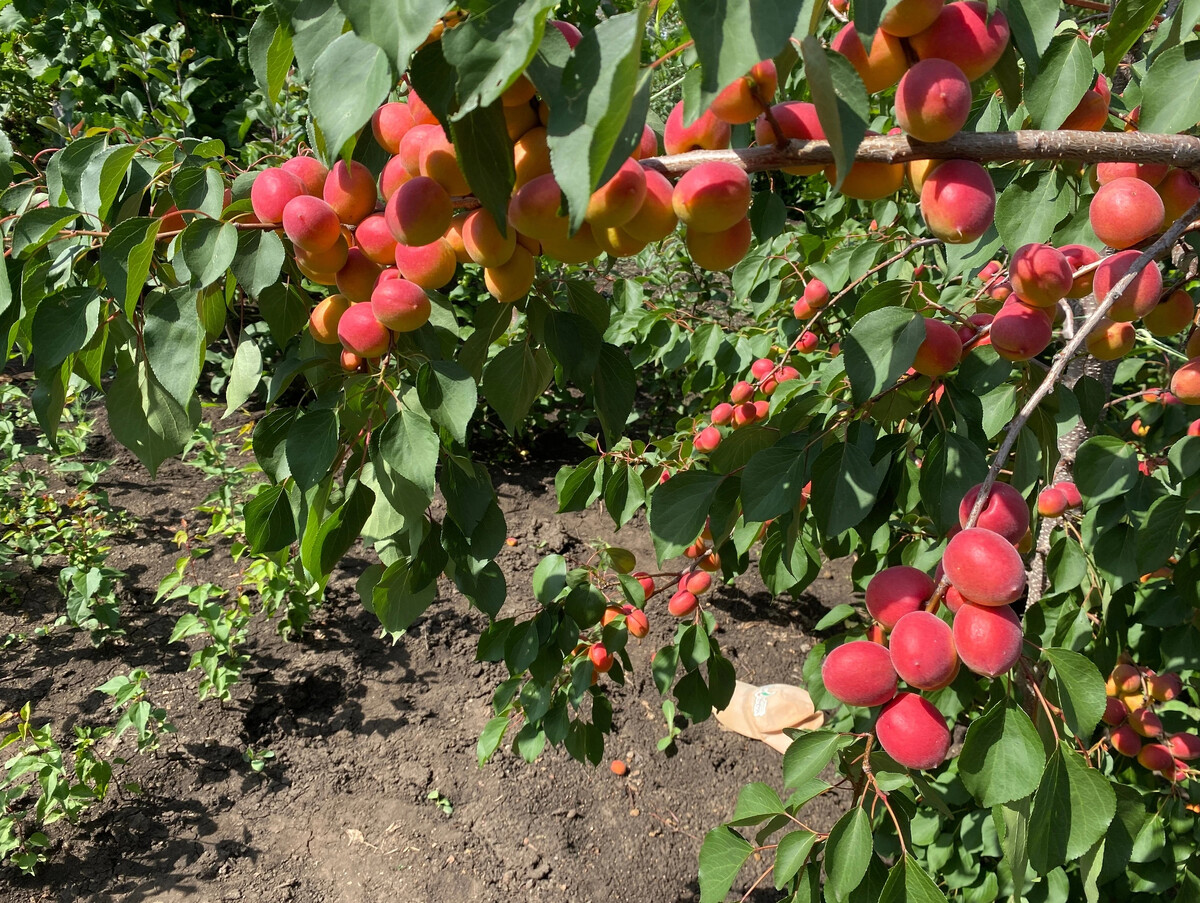 Томат калабрези фирма. Нпо сады. Сады россии логотип. Нпо сады. Нпо сады.