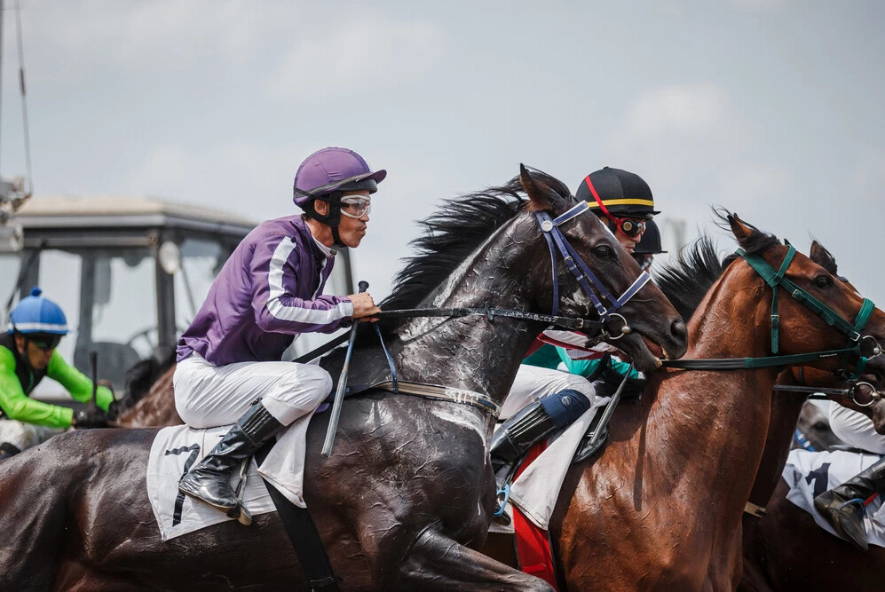 Ипподромные скачки. Ипподром. Воронежский ипподром. Скачки ипподром краснодар. Орловский рысак.