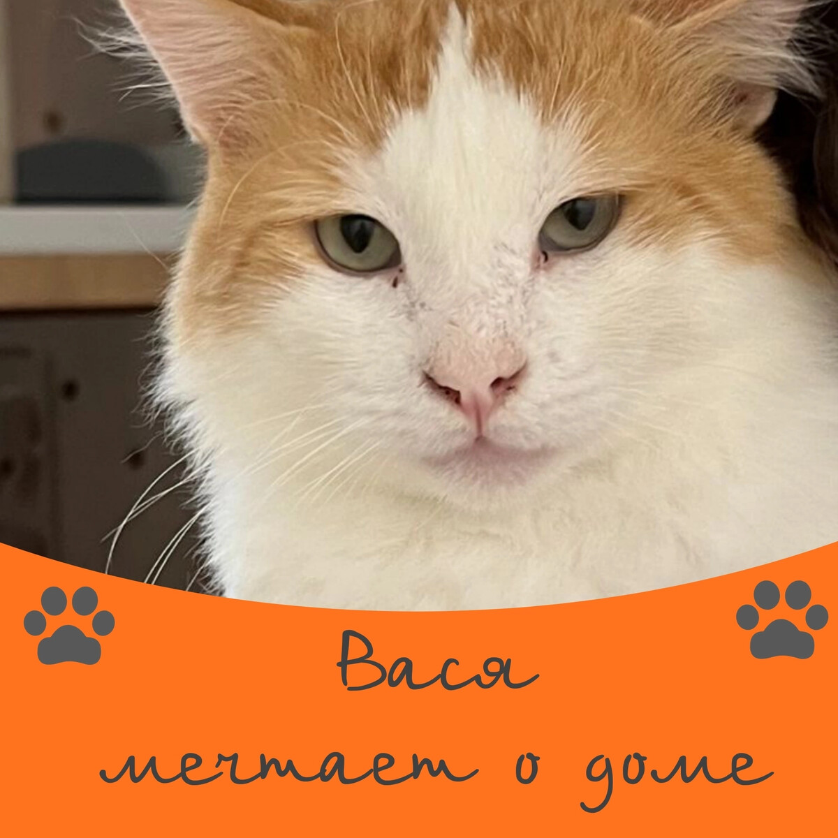 Окошко выглядывает. Рыжие котики с надписями. Кот вася. Выглядывает из окна. Васю домой.