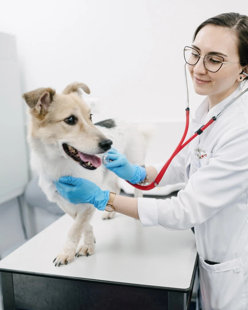 Vetcity clinic москва. Ветеринарный госпиталь. Ветеринарный госпиталь Симферополь.