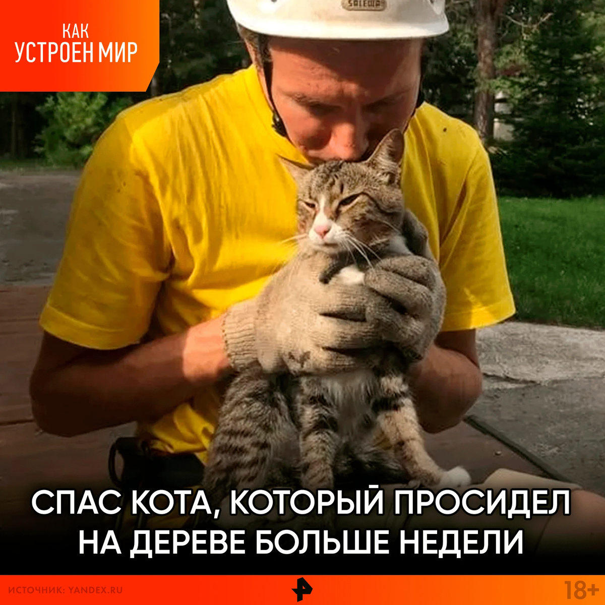 Коты спасают город. Кошачий город. Кот-ним.