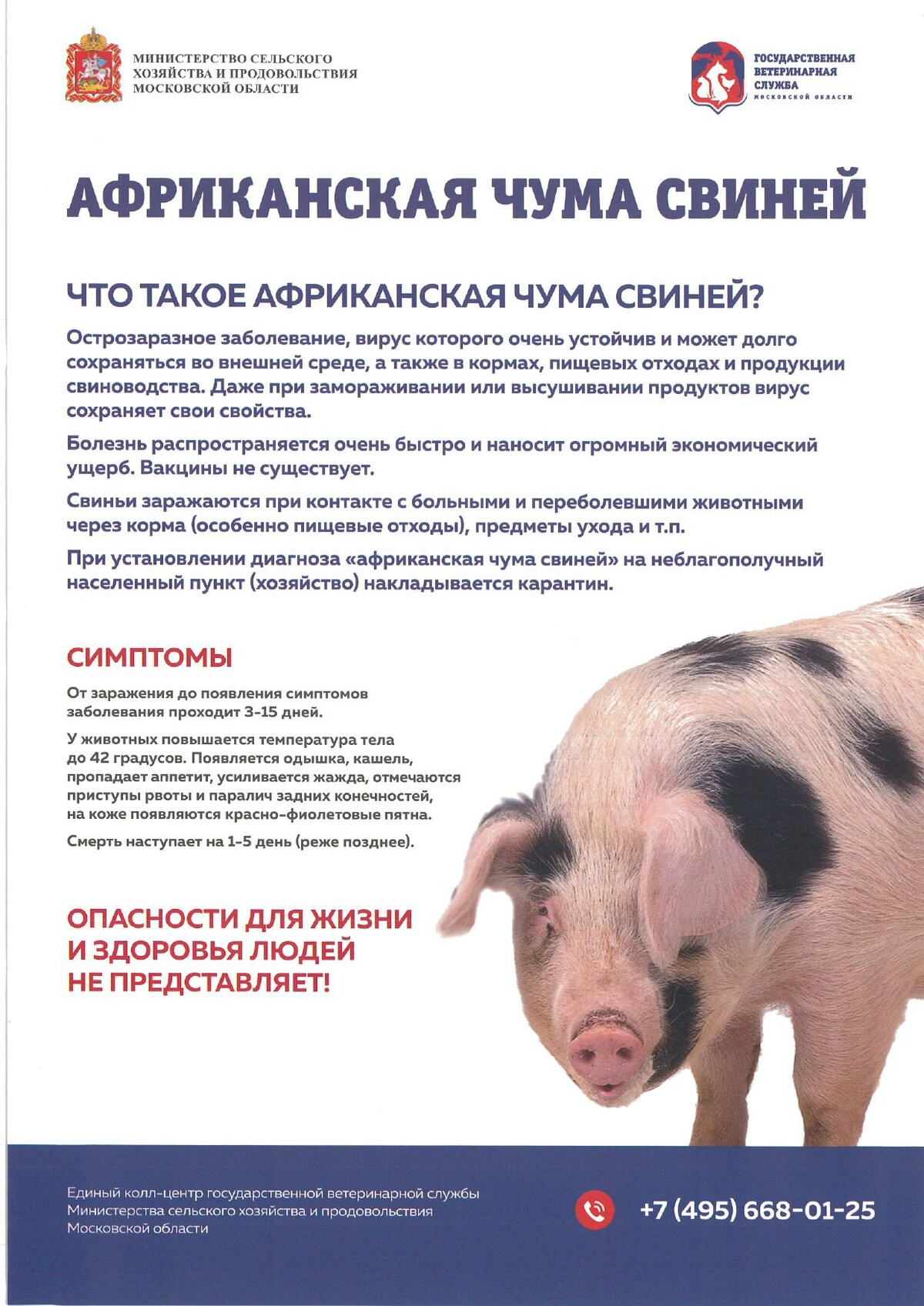 Как выглядит африканская чума у свиней