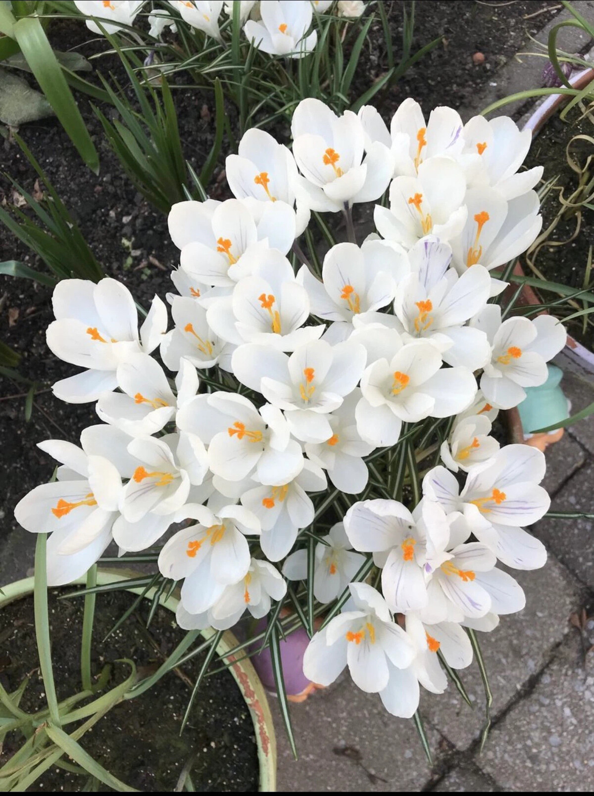 Крокус прямой эфир. Крокус Jeanne d'Arc, large flowering.