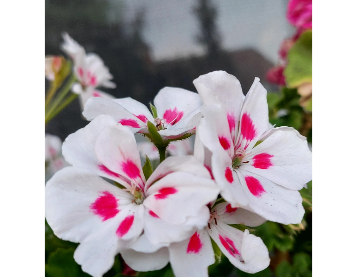Pelargoniа ray big Wall цветы