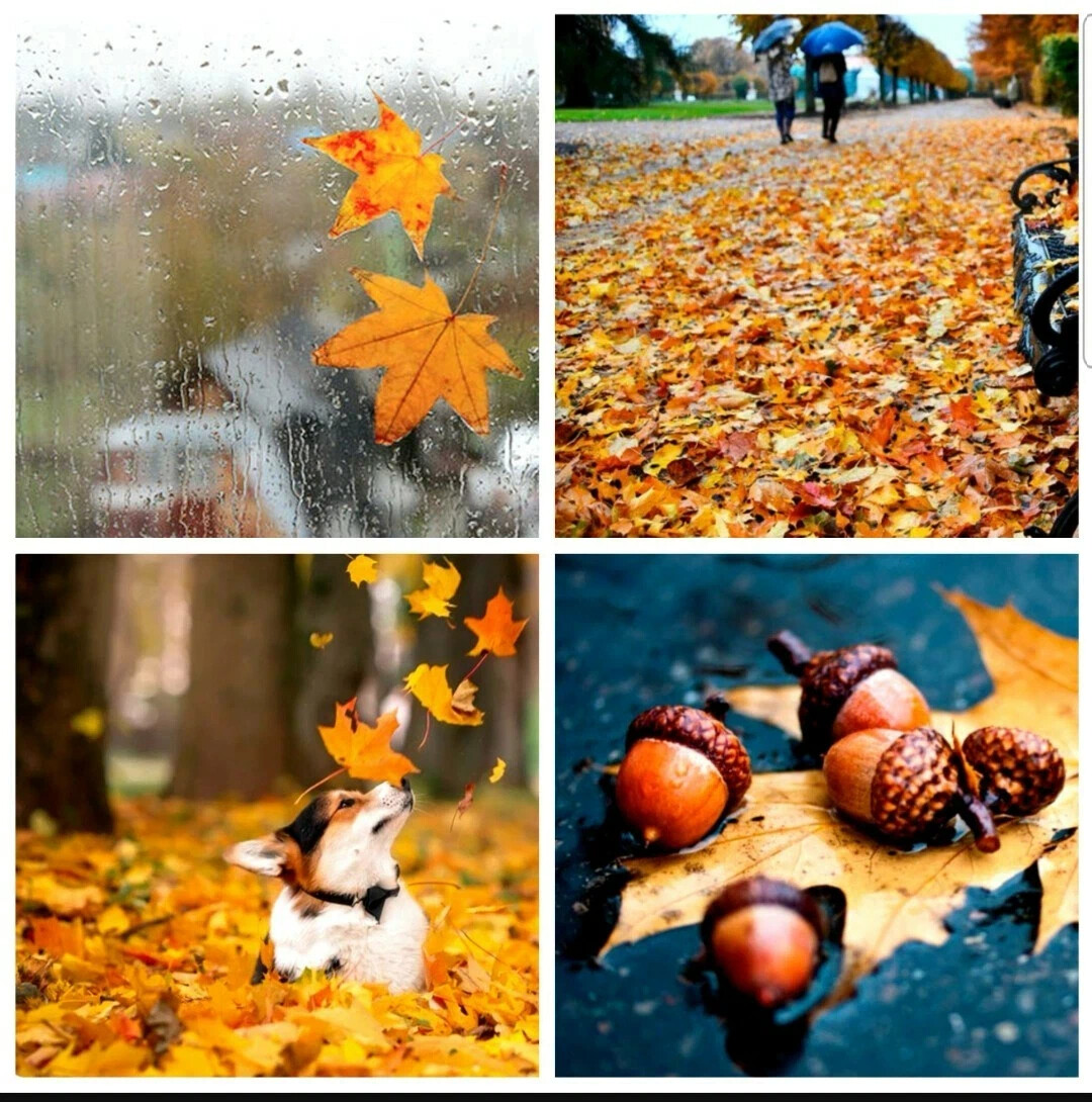 Доброе утро! Да! Доброе, несмотря на дождь за окном 🌧. Тогда что с… |  Мозаика нашей жизни | Дзен