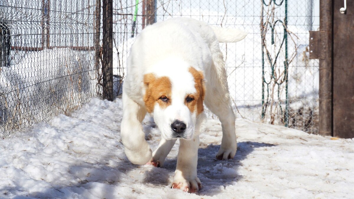 Туркменский алабай. Среднеазиатская овчарка алабай питомник. Алабаи питомника айстойфель. Овчарка алабай. Стандарт среднеазиатской овчарки ркф.