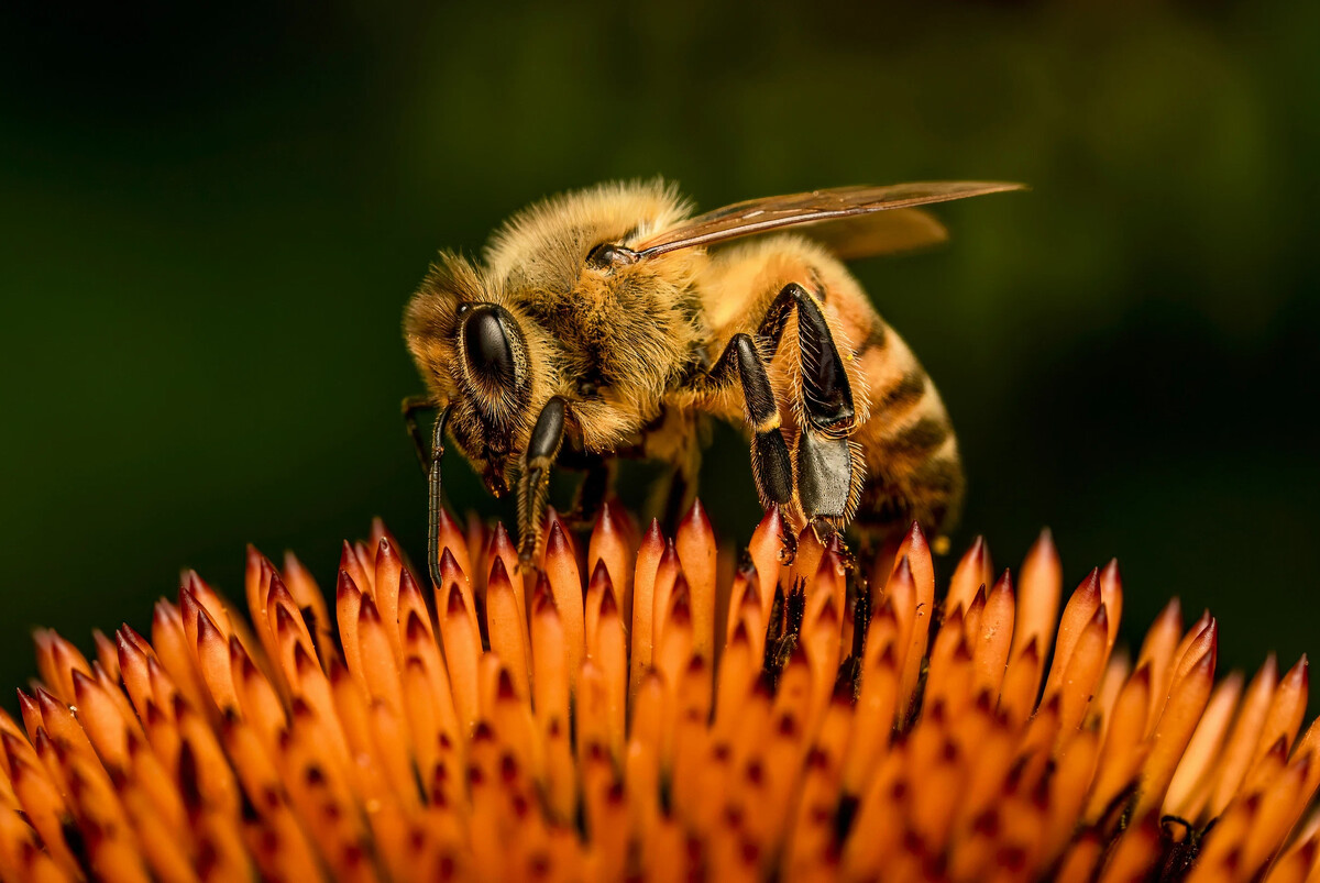 Звук пчелы слушать. Удивительные пчелы. Звук пчелы.