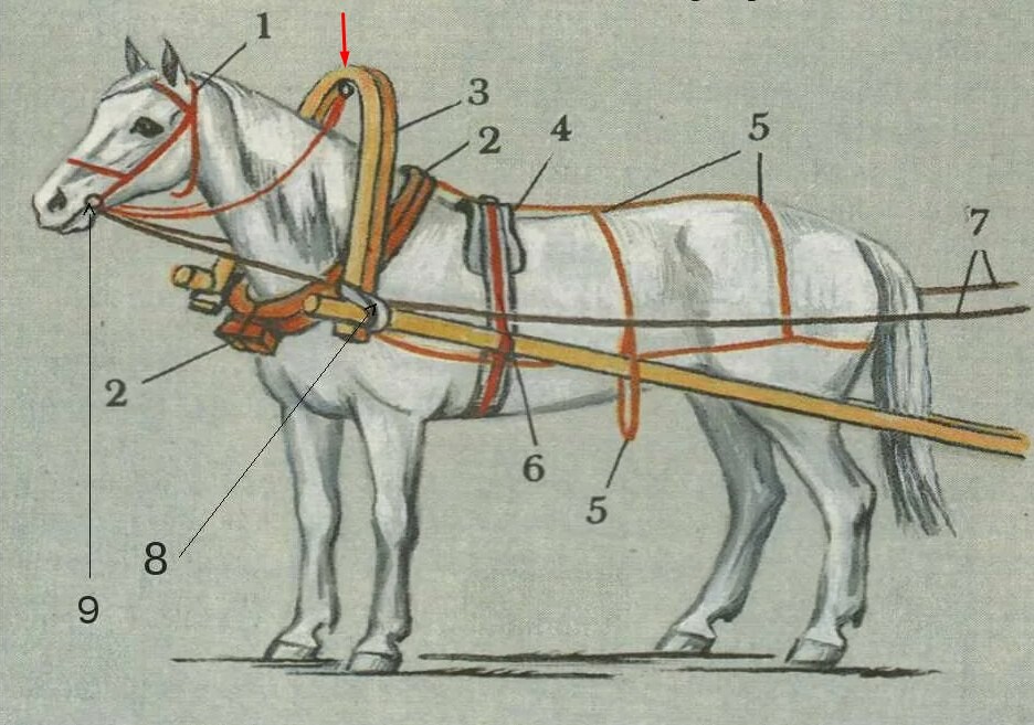 Часть упряжи 5. Как запрягают лошадей в карету схема. Лошадь не запряжена как пишется.