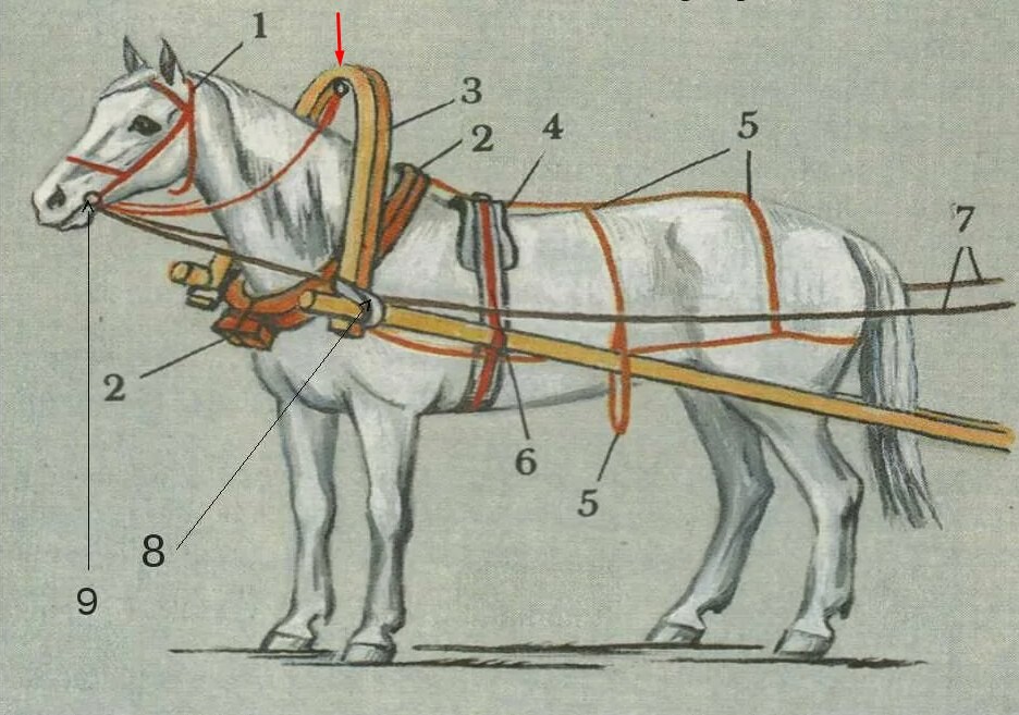 Ни зги. Упряжь для лошади схема. Части лошадиной упряжи. Часть конской упряжи. Упряжь для лошади из чего состоит.