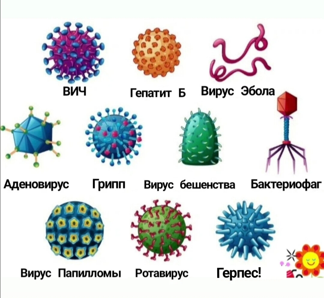 Вирусы и бактерии