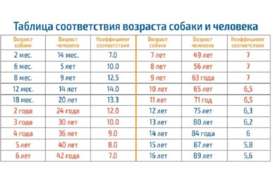 Сколько лет прошло семь лет. Возраст собаки по человеческим меркам таблица. Сколько лет живут собаки по человеческим меркам таблица. Возраст собак на человеческий Возраст в переводе таблица. Возраст щенка по человеческим меркам таблица.