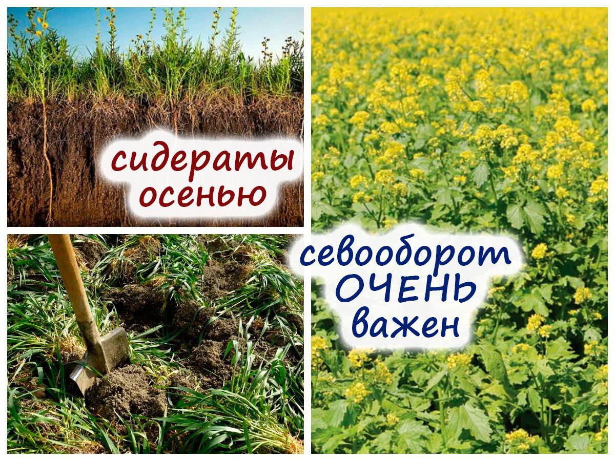 Посадка горчицы осенью. Сидераты. Сидераты фото с названиями. Горчица сидерат. Сидераты реклама