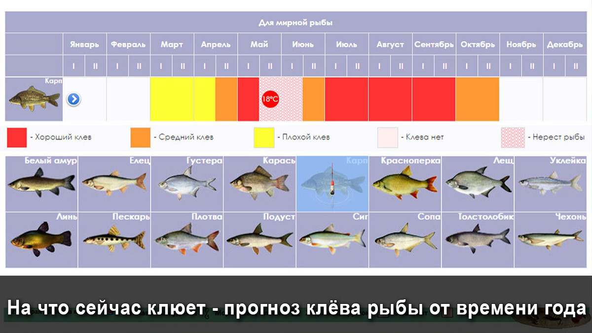 Карта клева рыбы в подмосковье на сегодня