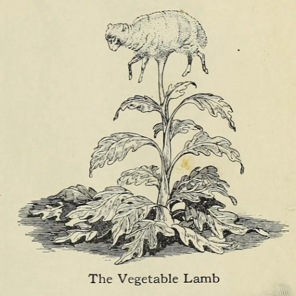 Vegetable lamb. Баранец растение мифическое. Баранец мифология. Самозарождение ягнят. Растение баран