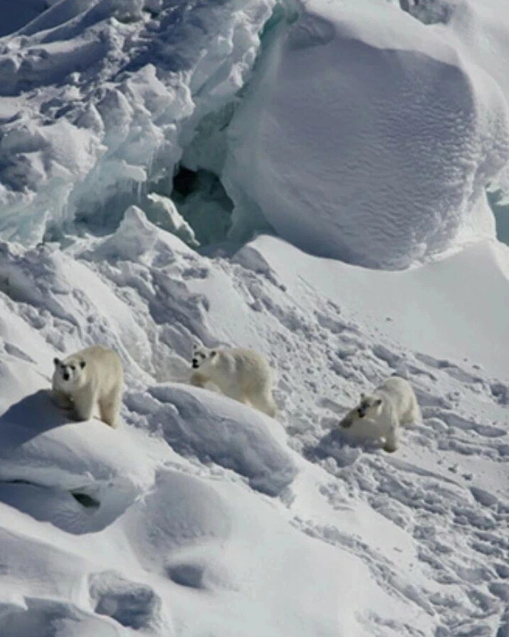 Bear 2006. Популяция белых медведей. Белые медведи в Гренландии. Гренландия животные.