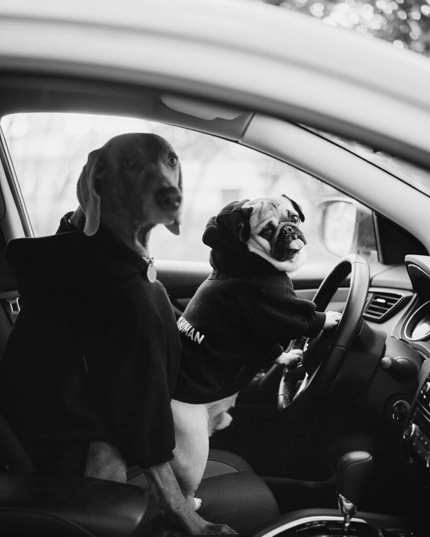 Кто такие Оскар и Джони?? Оскар - это веймаранер, Джони - мопс. Они ...