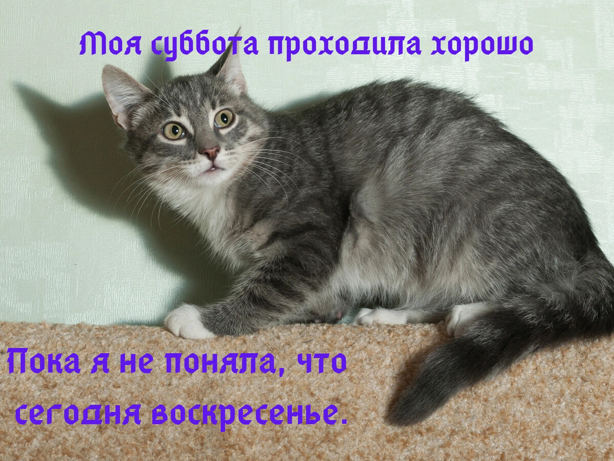 Хорошо проходите. Хорошего воскресенья. Моя суббота проходила очень хорошо пока