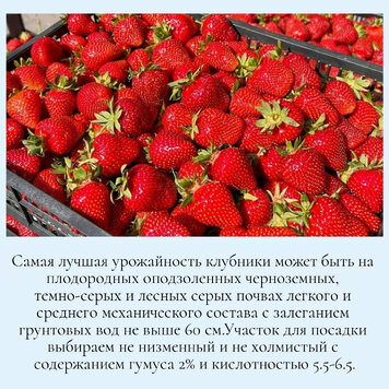 сколько урожая клубники. сколько урожая клубники. земляника барон солемахер. сколько урожая клубники. клубничная плантация.