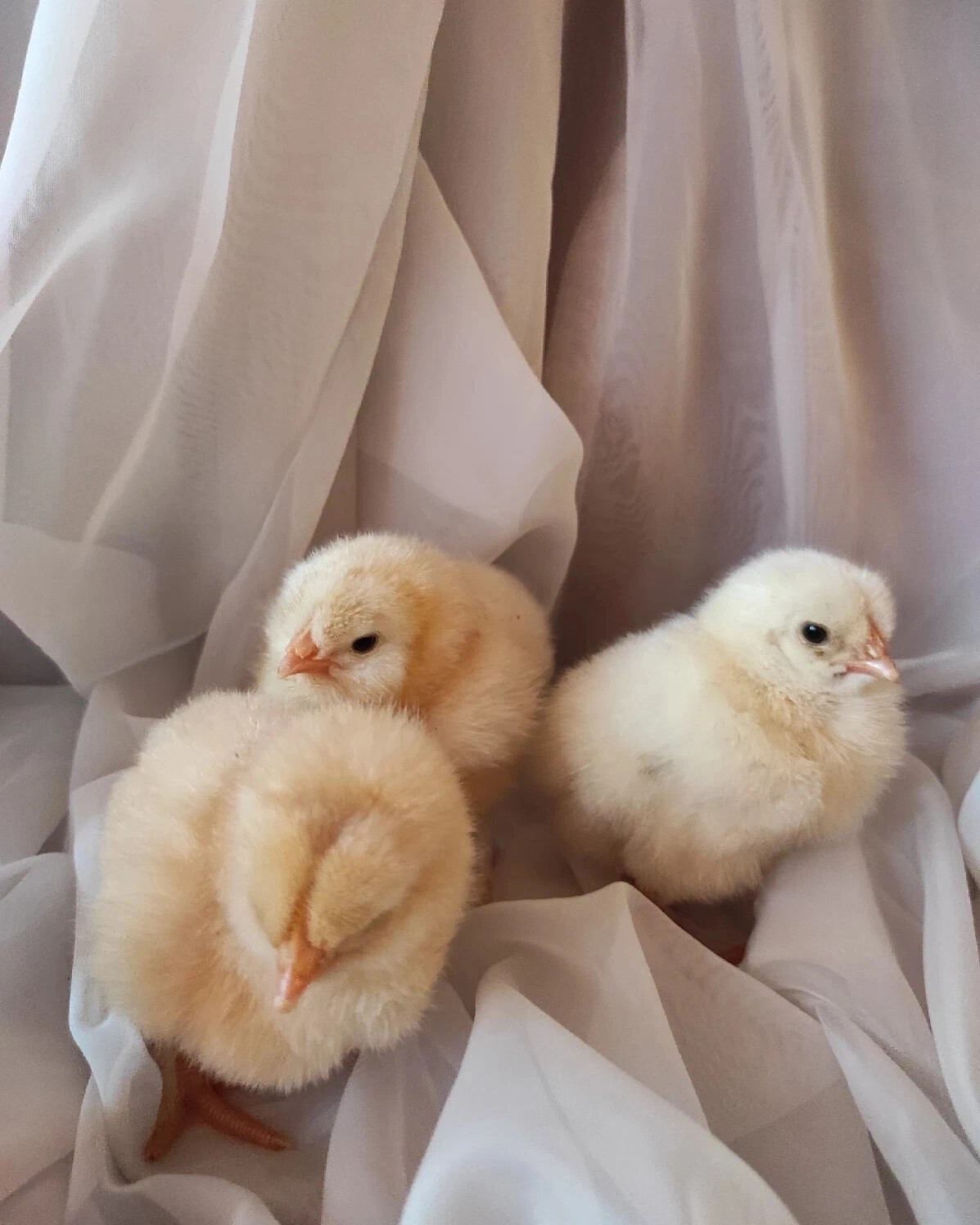 Купить цыплят в калужской области
