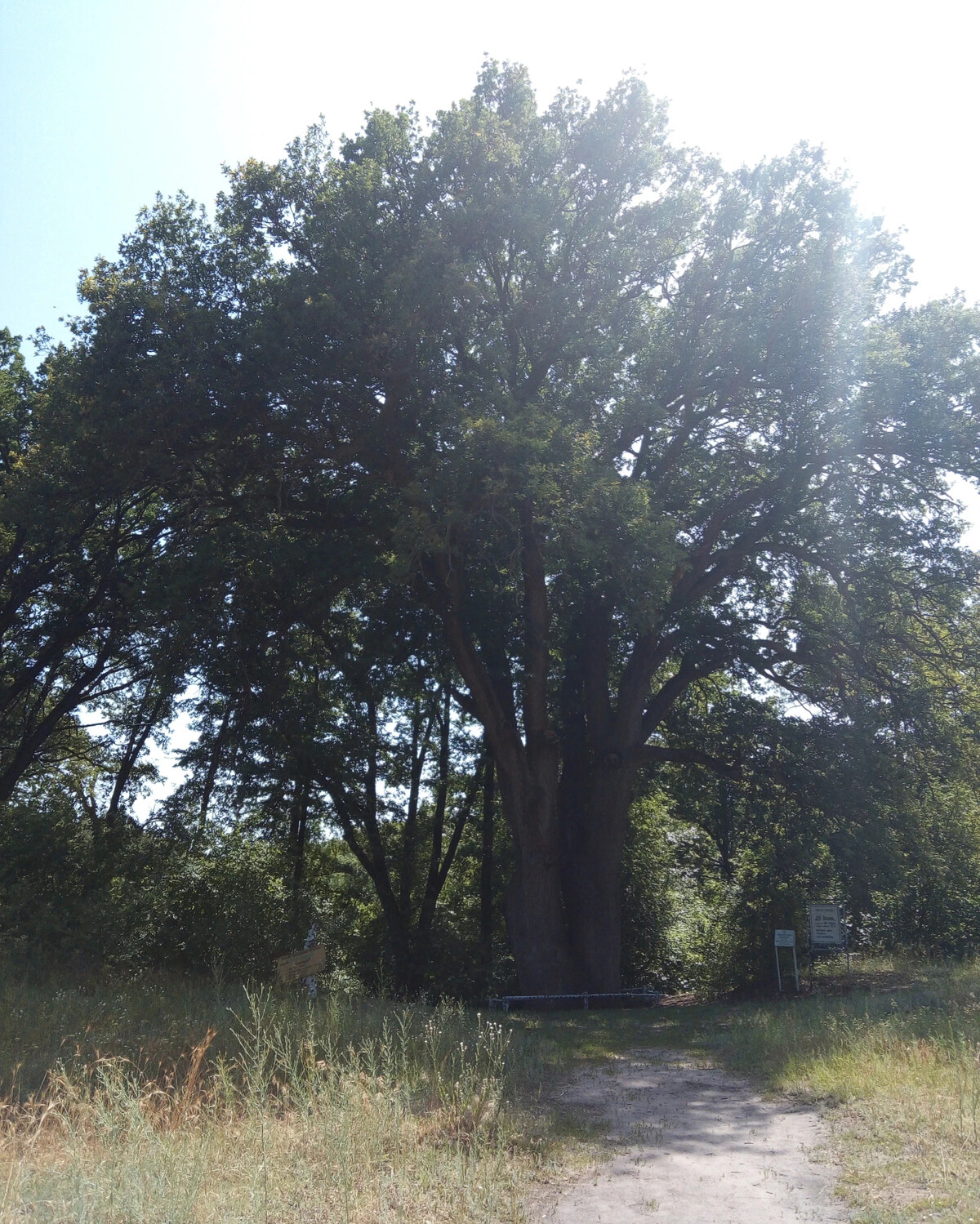 кряковистый дуб. парк дуба посёлок дубовое. дуб штефана чел маре. эстонский дуб. ближайший дуб.