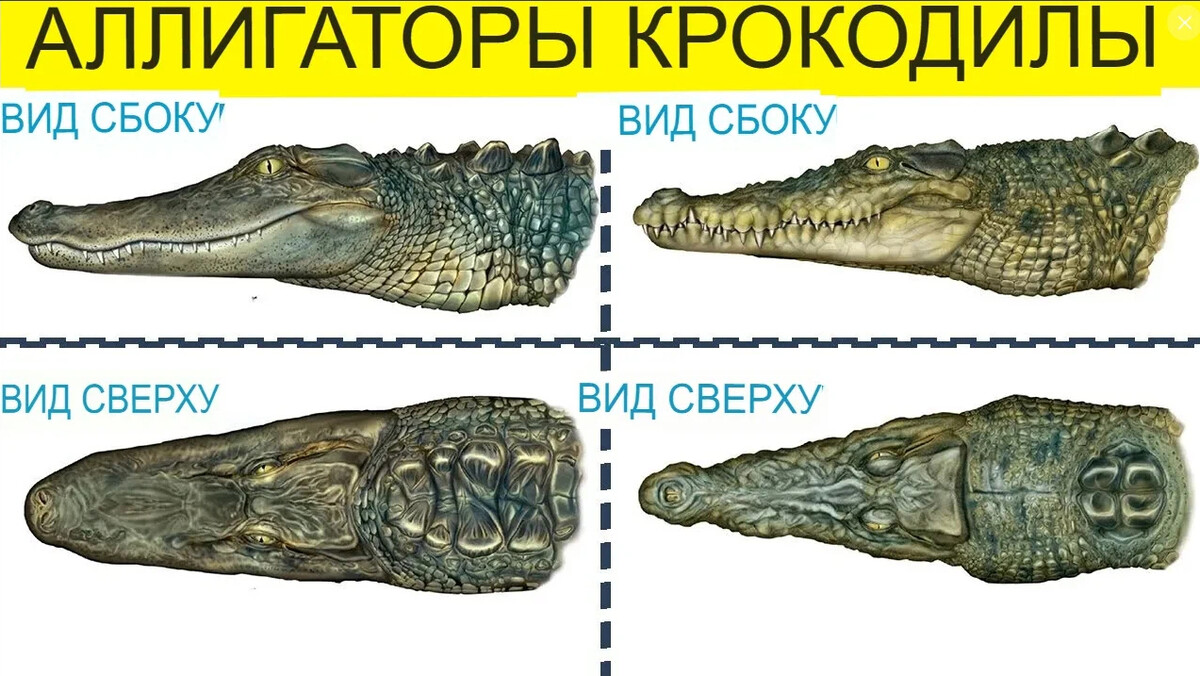 Почему аллигатор дружит с пуговкой