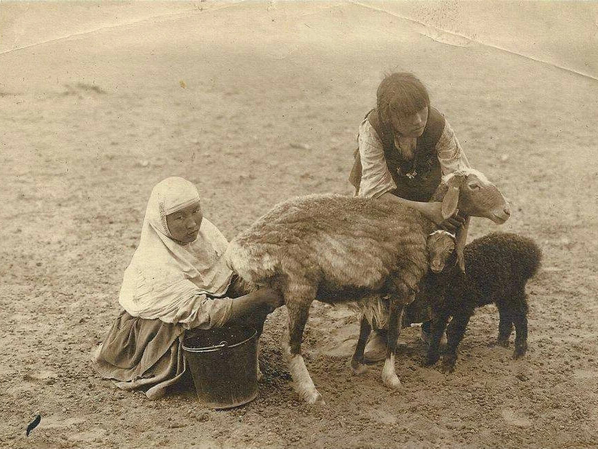 Культура животных. Казахи историческое звери. Старое животное историческое. Овцы кочевники Старая. История казахов.