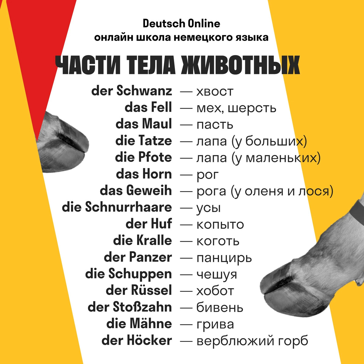 О ЖИВОТНЫХ НА НЕМЕЦКОМ 🐶🦊🐔 Многие знают, как называются части тела  человека… | Немецкий язык | Дзен